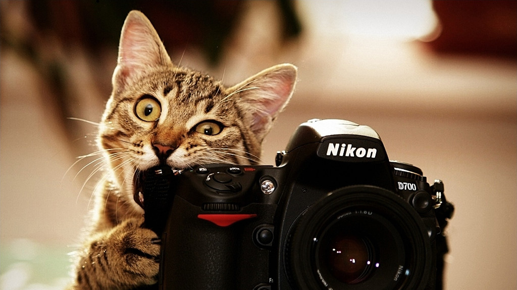 Comical Animals